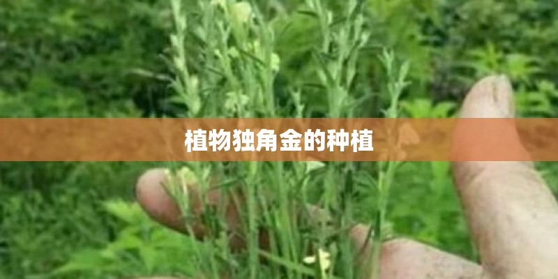 植物独角金的种植