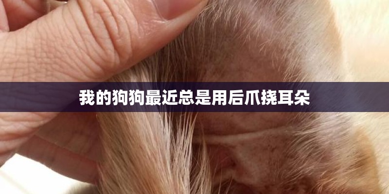 我的狗狗最近总是用后爪挠耳朵