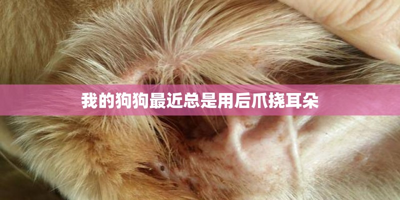 我的狗狗最近总是用后爪挠耳朵