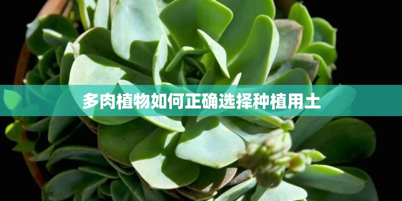 多肉植物如何正确选择种植用土