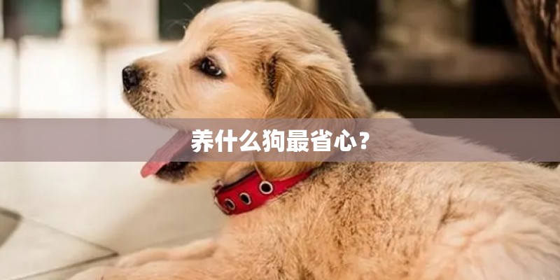 养什么狗最省心？