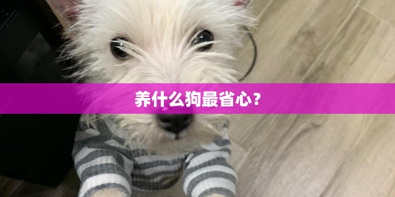 养什么狗最省心？