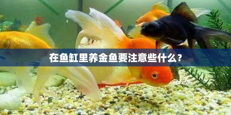 在鱼缸里养金鱼要注意些什么？