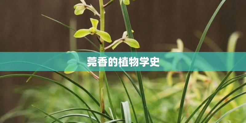 莞香的植物学史
