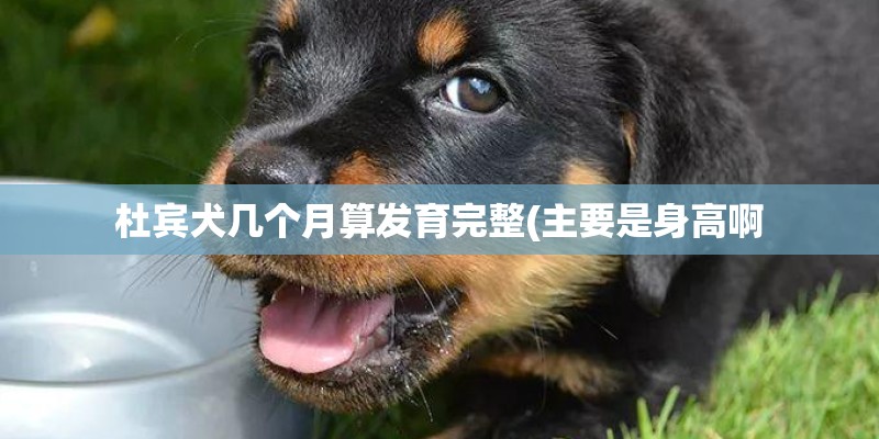 杜宾犬几个月算发育完整(主要是身高啊