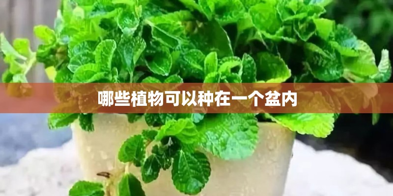 哪些植物可以种在一个盆内
