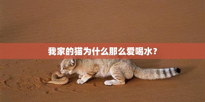 我家的猫为什么那么爱喝水？