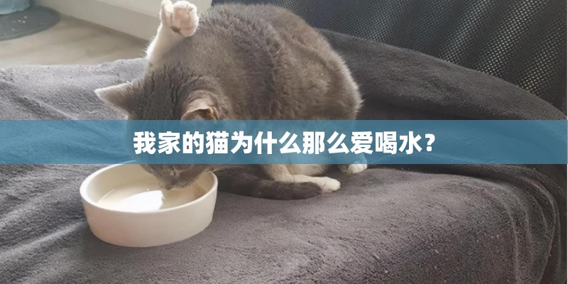 我家的猫为什么那么爱喝水? 我家的猫为什么那么爱喝水?