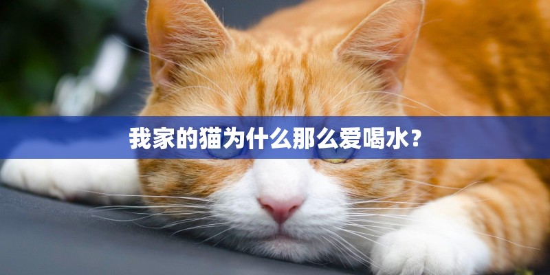 我家的猫为什么那么爱喝水? 我家的猫为什么那么爱喝水?