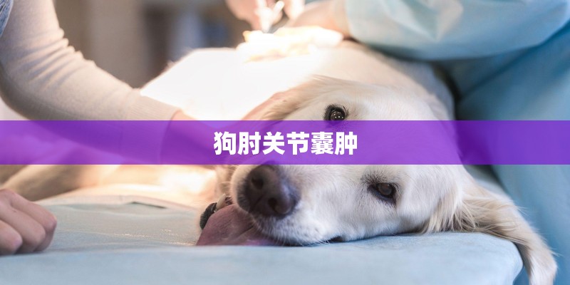 狗肘关节囊肿