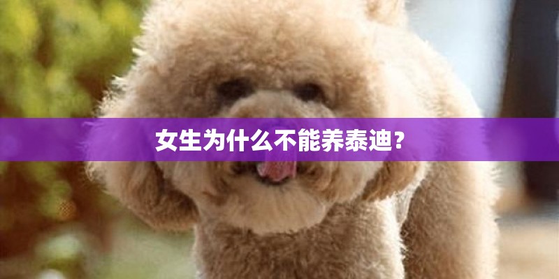 女生为什么不能养泰迪？