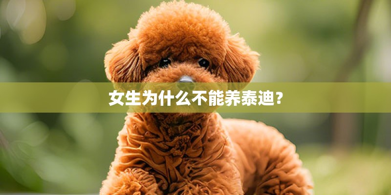女生为什么不能养泰迪？