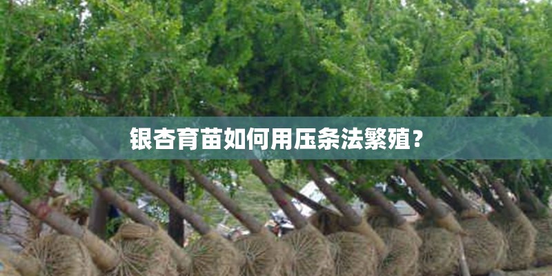 银杏育苗如何用压条法繁殖？