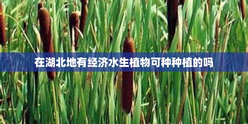 在湖北地有经济水生植物可种种植的吗