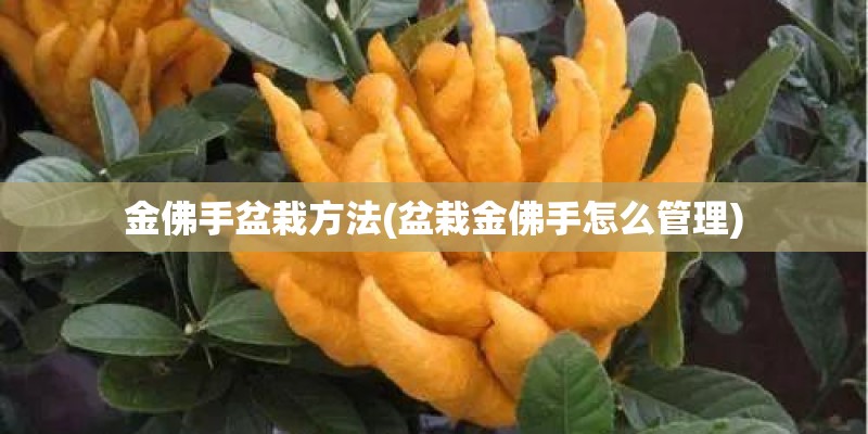 金佛手盆栽方法(盆栽金佛手怎么管理)