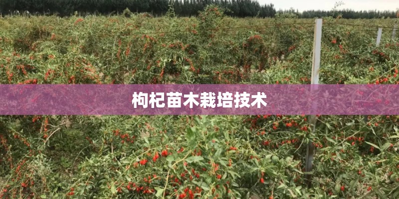 枸杞苗木栽培技术