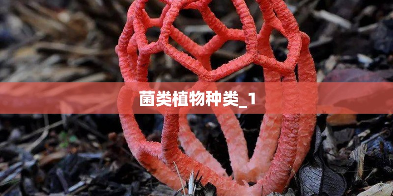 菌类植物种类_1 菌类植物种类_1