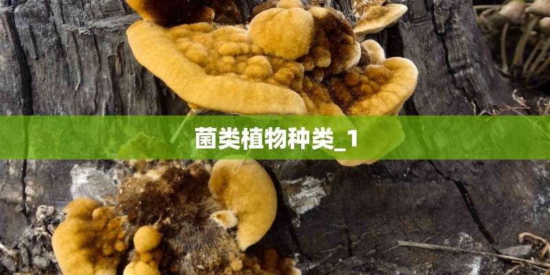 菌类植物种类_1 菌类植物种类_1