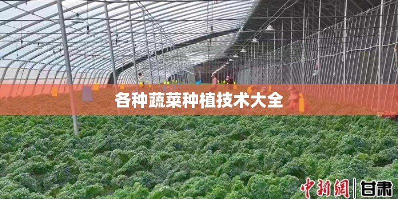 各种蔬菜种植技术大全