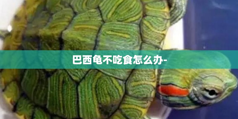 巴西龟不吃食怎么办- 巴西龟不吃食怎么办-