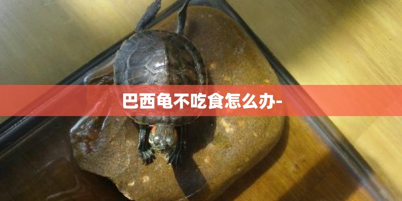 巴西龟不吃食怎么办- 巴西龟不吃食怎么办-