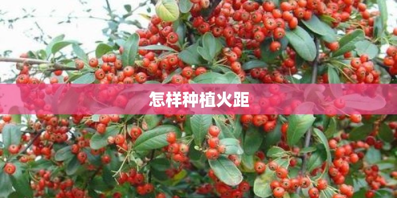 怎样种植火距