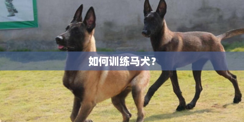 如何训练马犬？