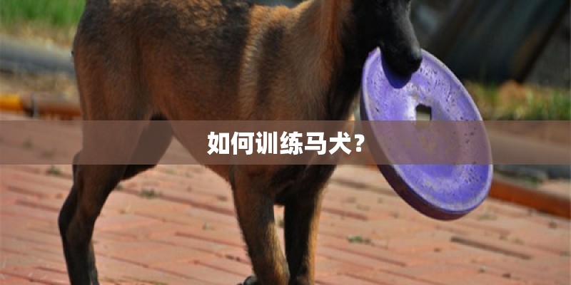 如何训练马犬？
