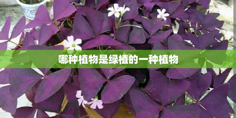 哪种植物是绿植的一种植物