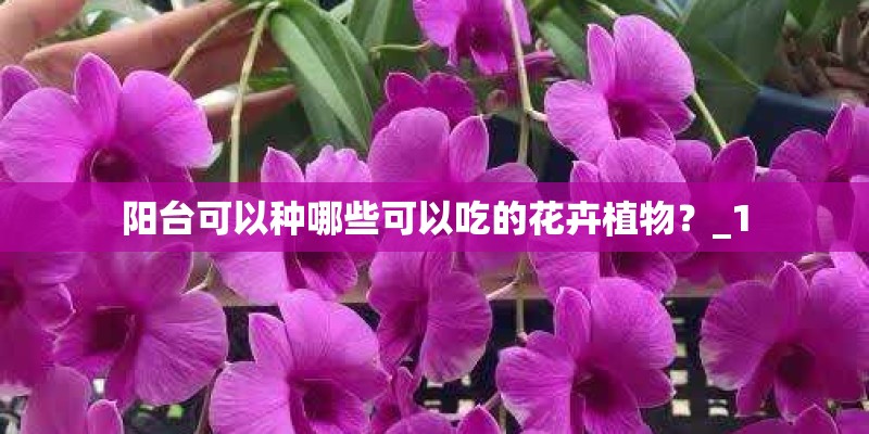 阳台可以种哪些可以吃的花卉植物？_1