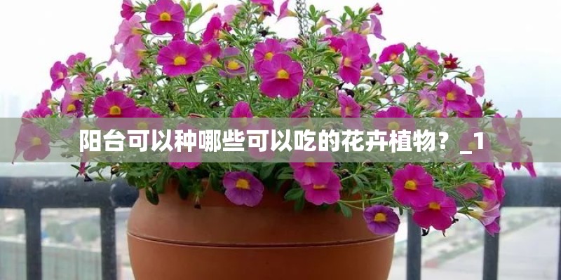 阳台可以种哪些可以吃的花卉植物？_1