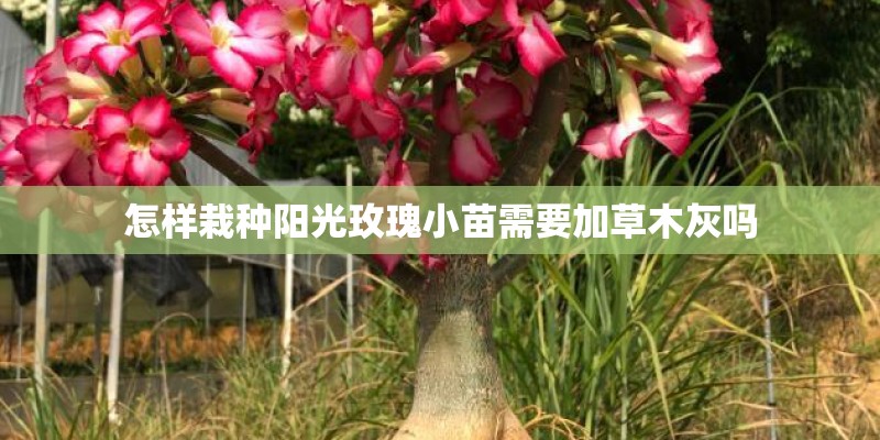 怎样栽种阳光玫瑰小苗需要加草木灰吗