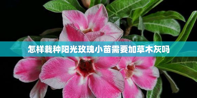 怎样栽种阳光玫瑰小苗需要加草木灰吗