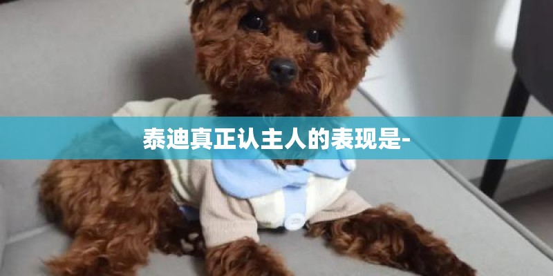 泰迪真正认主人的表现是-