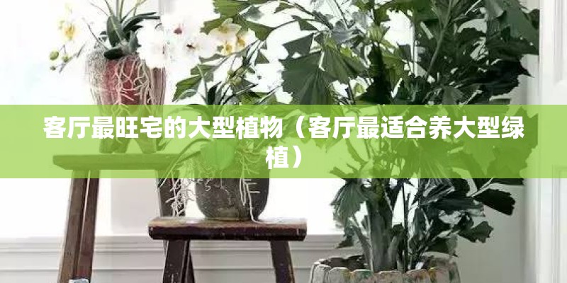 客厅最旺宅的大型植物（客厅最适合养大型绿植）