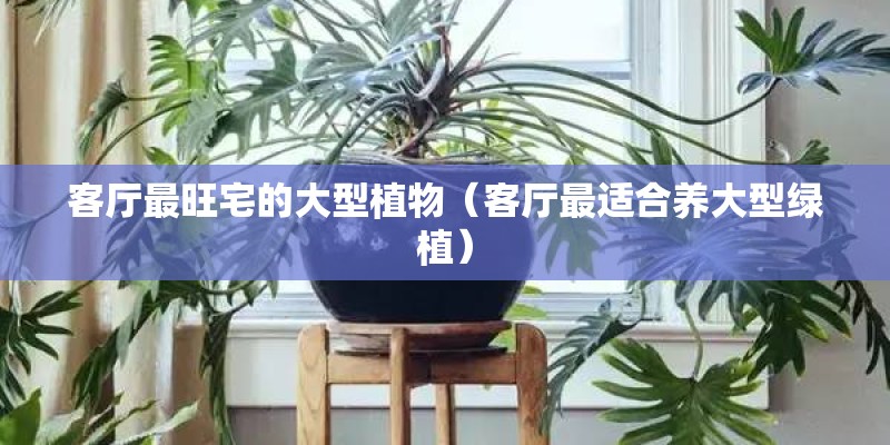 客厅最旺宅的大型植物（客厅最适合养大型绿植）