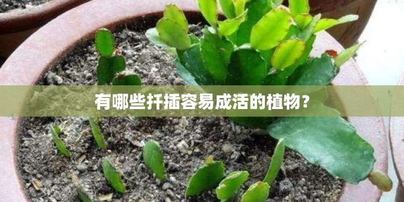 有哪些扦插容易成活的植物？