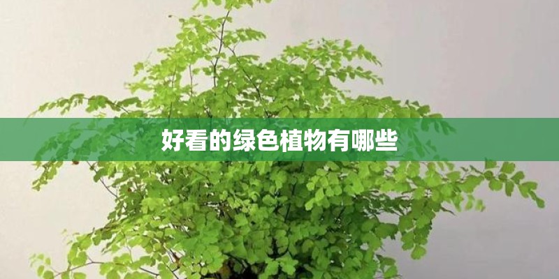 好看的绿色植物有哪些