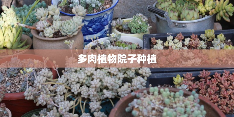 多肉植物院子种植