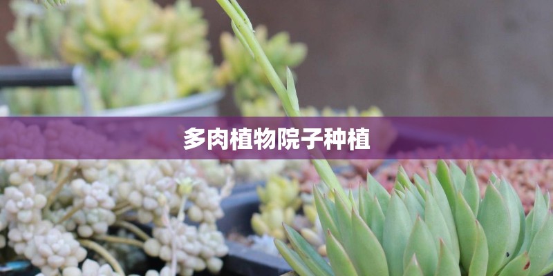 多肉植物院子种植
