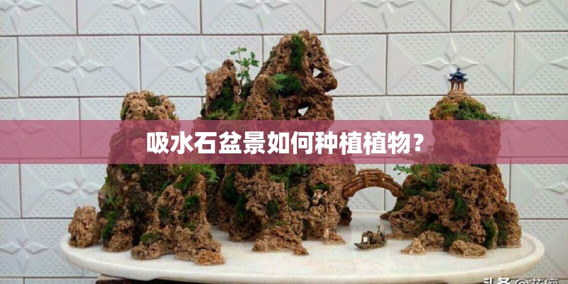 吸水石盆景如何种植植物？
