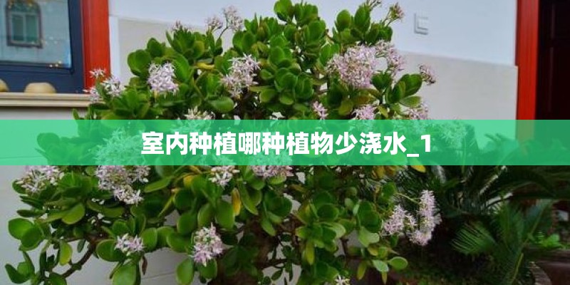 室内种植哪种植物少浇水_1