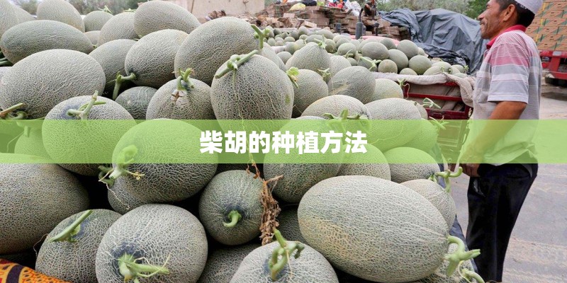 柴胡的种植方法