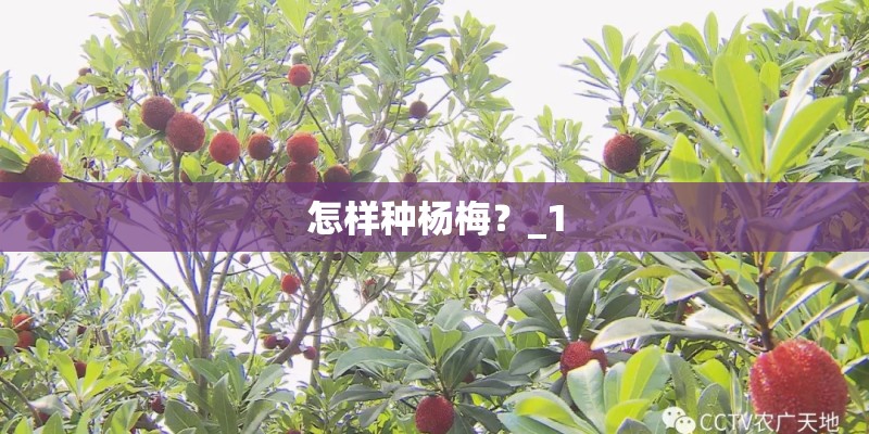 怎样种杨梅？_1