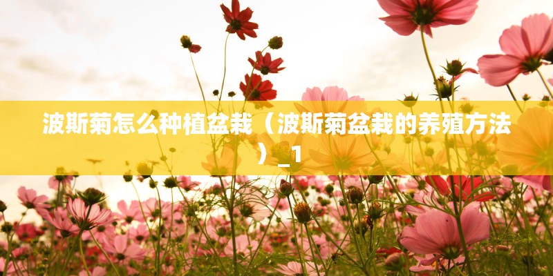 波斯菊怎么种植盆栽（波斯菊盆栽的养殖方法）_1