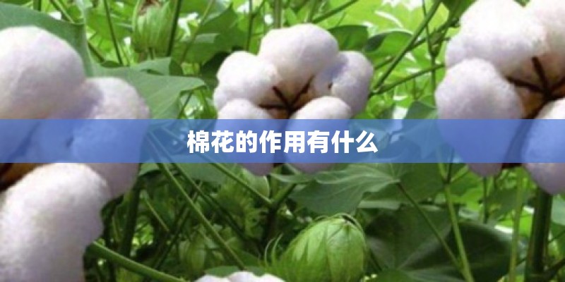 棉花的作用有什么