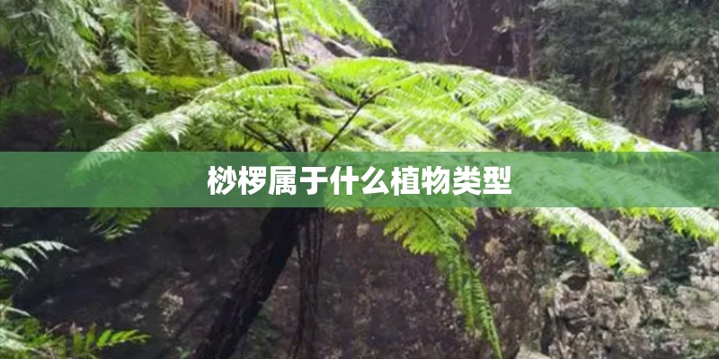 桫椤属于什么植物类型