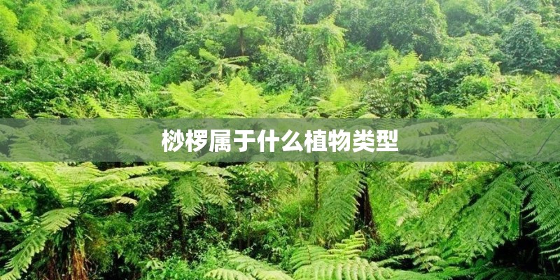 桫椤属于什么植物类型