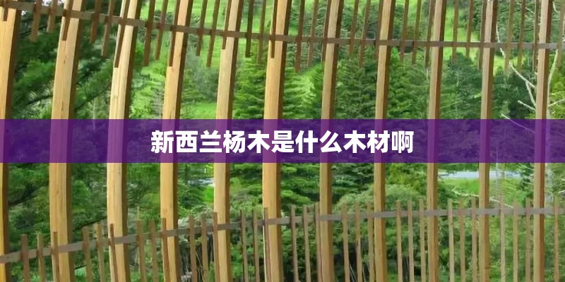 新西兰杨木是什么木材啊