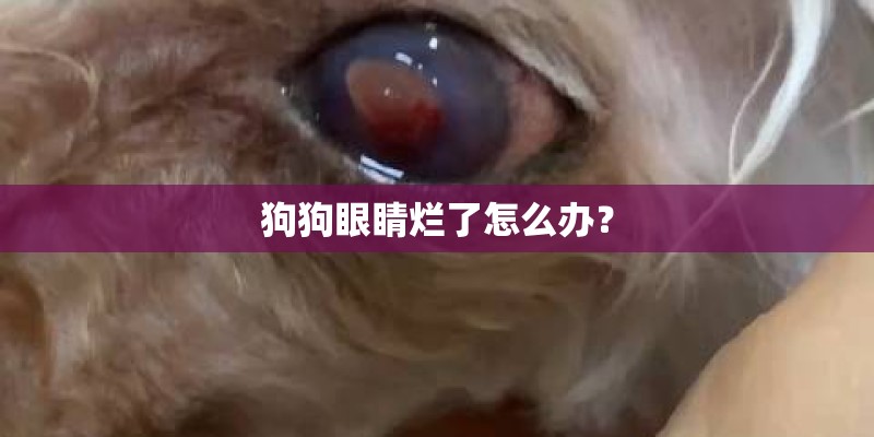 狗狗眼睛烂了怎么办？